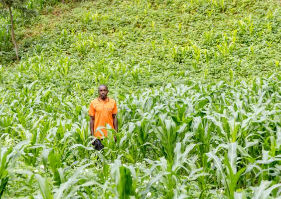 Emmanuel standing in his thriving maize field after applying improved farming practices learned through JP RWEE. Photo: FAO Rwanda/ Christian Ngabonziza