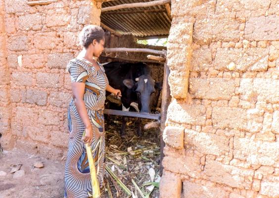 Nyirahabimana standing beside one of her dairy cows, an investment made possible through better household planning and improved financial management. @FAO Rwanda/Christian Ngabonziza