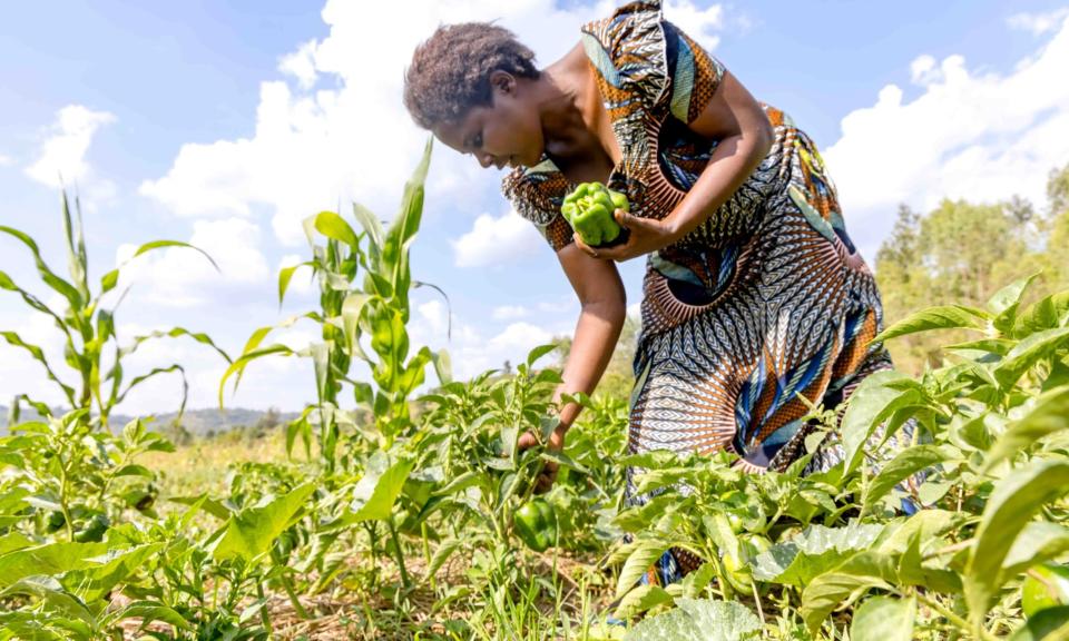 Nyirahabimana harvesting bell peppers from her vegetable field using improved farming practices learned through JP RWEE. @FAO Rwanda/Christian Ngabonziza