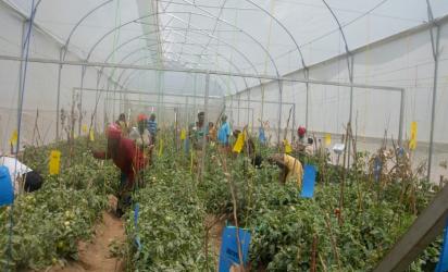 Women farmers tending to thrive tomato plants inside a climate-smart greenhouse at Terimbere Muhinzi Cooperative in Kirehe District, showcasing sustainable agriculture and women’s empowerment.