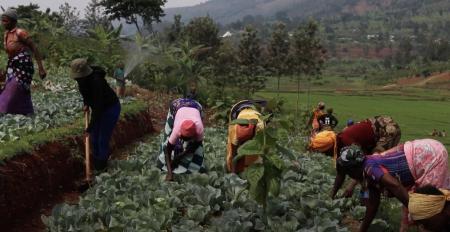 Several women working in a field.