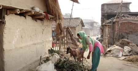 Photo of a Nepalese woman handling foliage next to two goats.