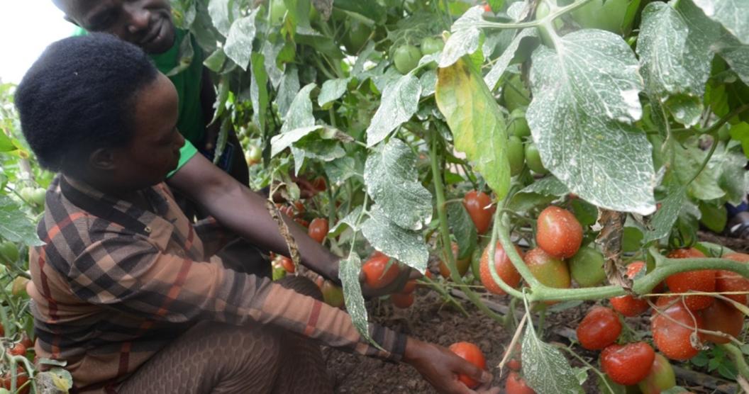 Farmer harvesting ripe tomatoes in a climate-smart greenhouse, guided by a field technician at Terimbere Muhinzi Cooperative, Kirehe District.